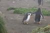 CPD Macquarie Island
