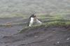 CPD Macquarie Island
