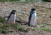 Magellanic Penguis
