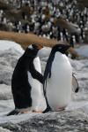 Gentoo and Adelie